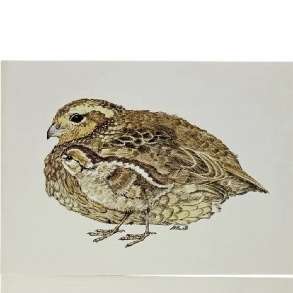 Vtg LK Powell North American Ecology Cards & Envelopes Set 5 Bird Illustration
